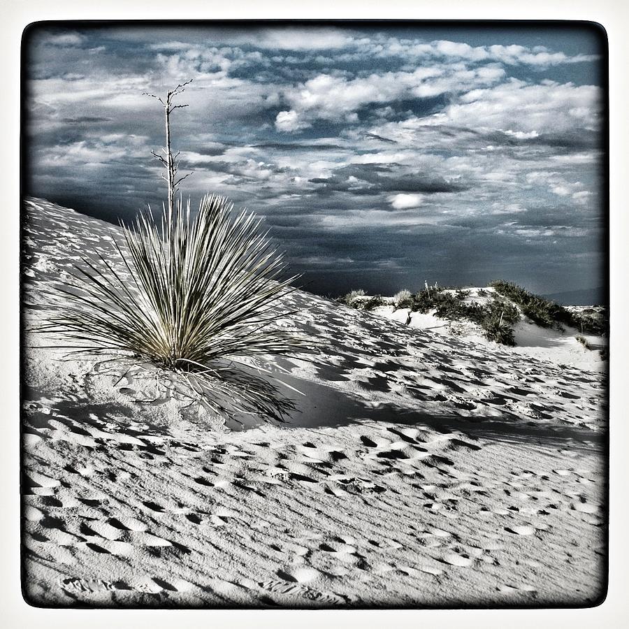Nature Photograph - The Solitary Yucca V.2 by Susan See