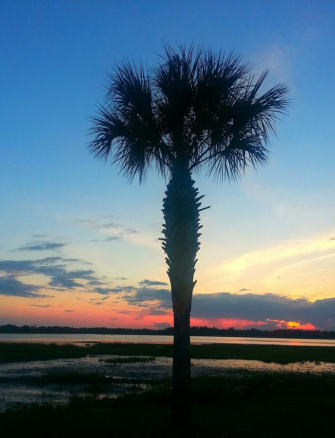 The Solo Palm Photograph by Joetta Beauford