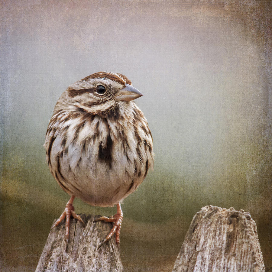 The Song Sparrow Photograph by Cathy Kovarik