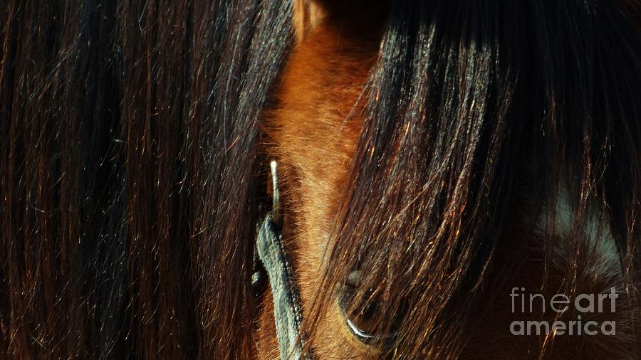 Farm Animals Photograph - The Soul of a Horse by J L Zarek