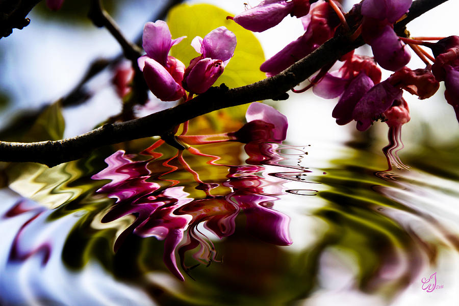 Flower Photograph - The Sound Of Silence by Music of the Heart Flower Photograph - The Sound Of Silence by Music of the Heart