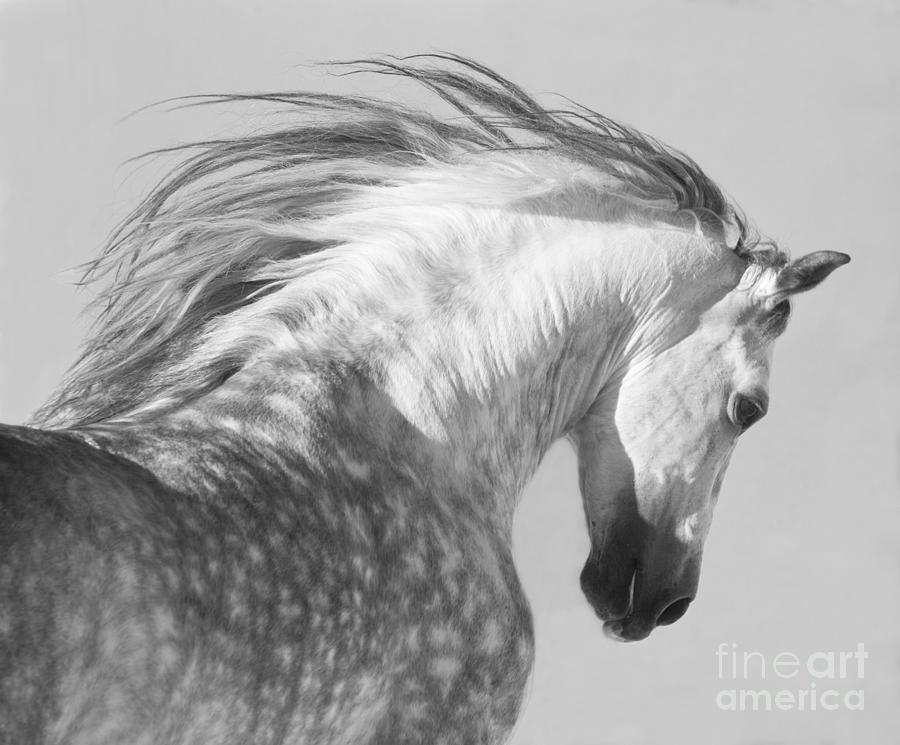 Horse Photograph - The Spanish Stallion Tosses His Head by Carol Walker Horse Photograph - The Spanish Stallion Tosses His Head by Carol Walker