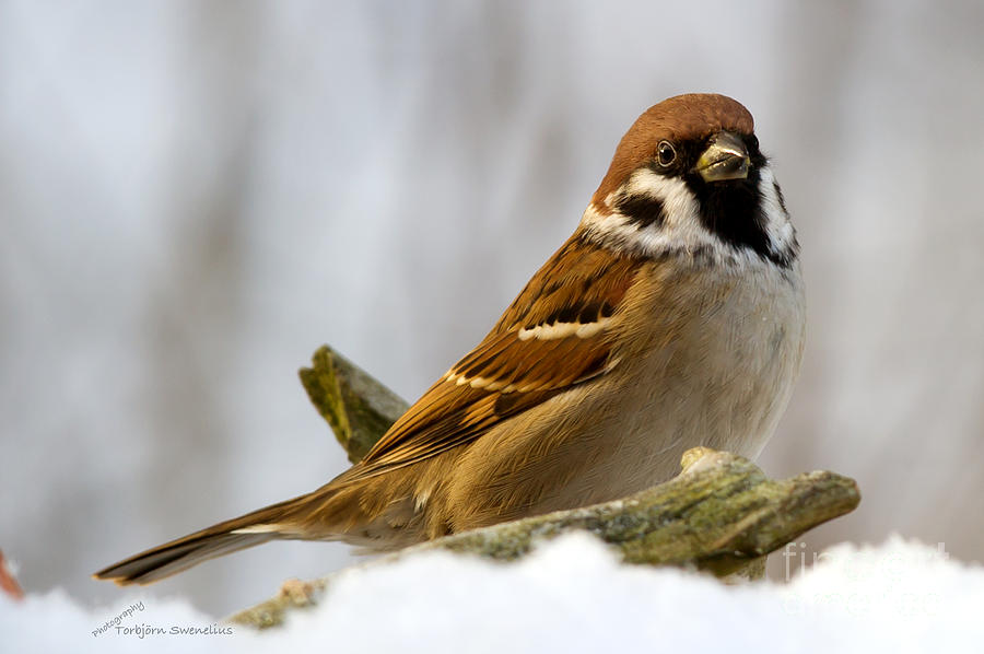 The Sparrow Photograph by Torbjorn Swenelius