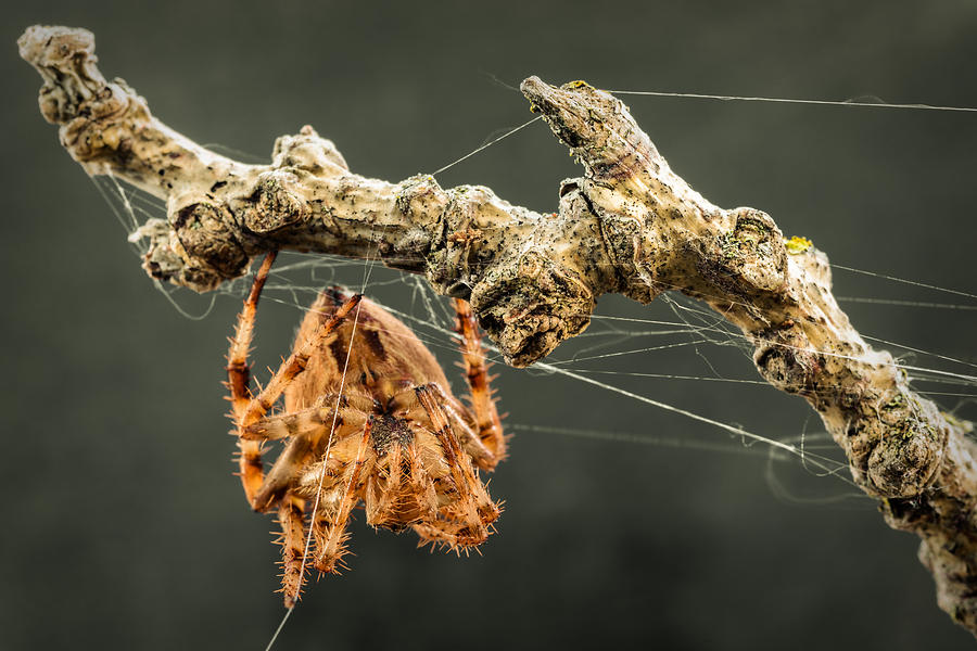 Spider Photograph - The Spectacular Spider II by Marco Oliveira