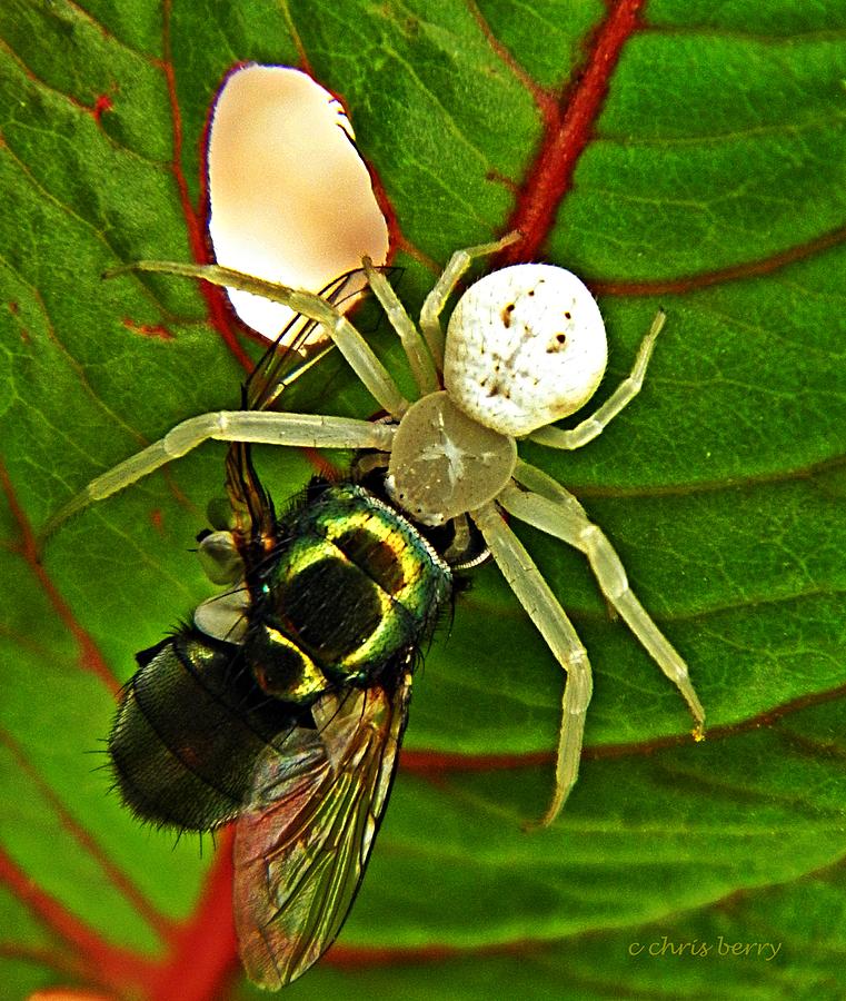 The Spider and the Fly  Photograph by Chris Berry