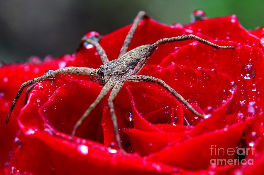 The Spider And The Rose Photograph by Michael Eingle