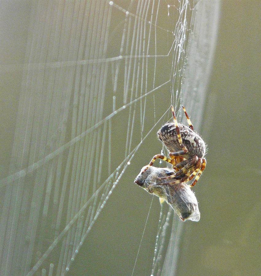 The Spider and the Wasp Photograph by John Topman