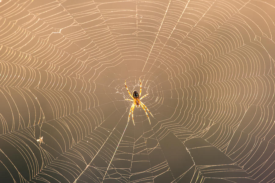 The Spider And The Web Photograph