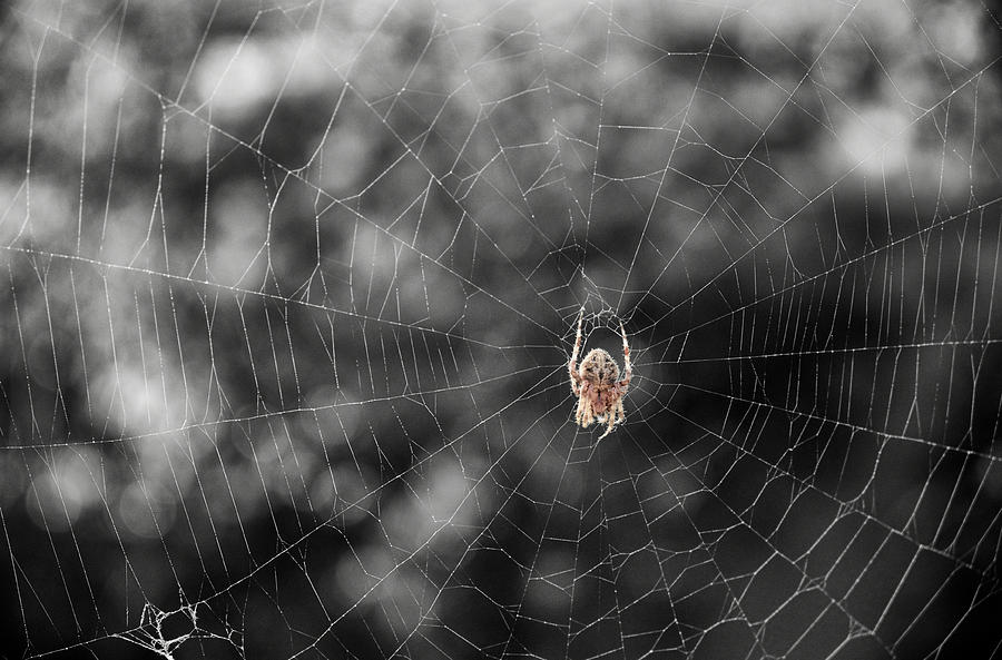 Spider Photograph - The Spider by Mary Lee Dereske