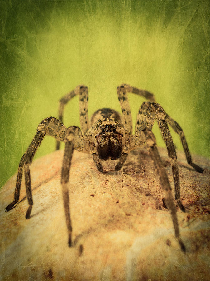 The Spider Series X Photograph by Marco Oliveira