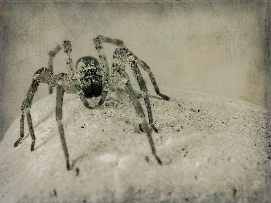 Spider Photograph - The Spider Series XI by Marco Oliveira