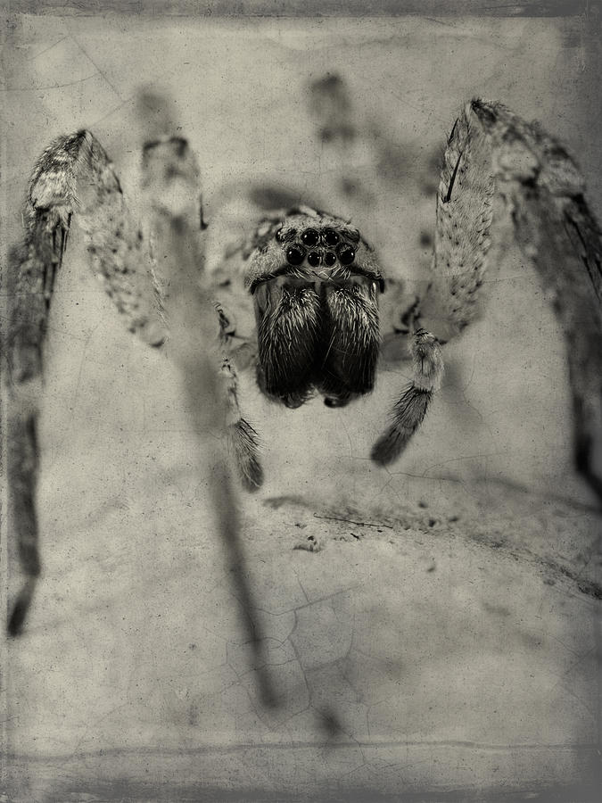 The Spider Series XII Photograph by Marco Oliveira