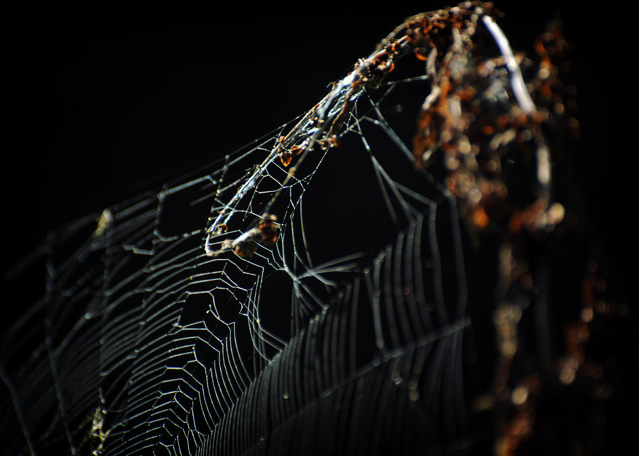 The Spider Web Photograph by Rebecca Sherman
