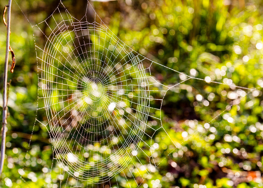 The Spider Web  Photograph by Tim Fitzwater