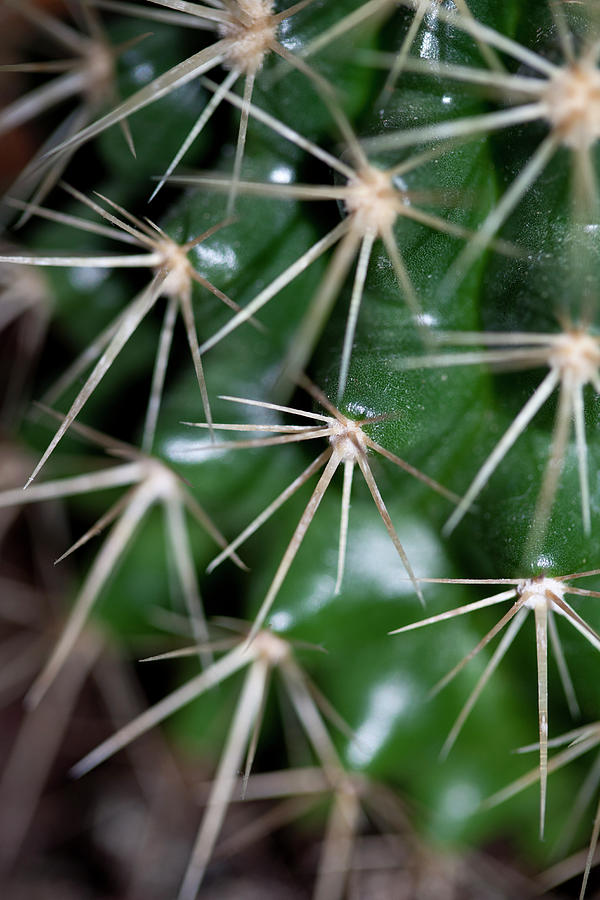 The Spikes On A Cactus, Full Frame Photograph by Halfdark
