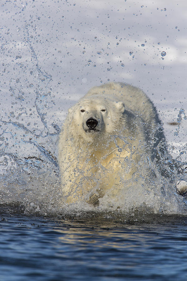 The Splashy Entrance Photograph by Tim Grams - Fine Art America