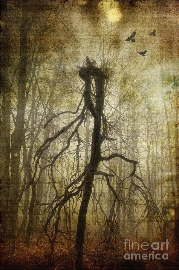 The Spookiest Tree in the Forest Photograph by Debra Fedchin