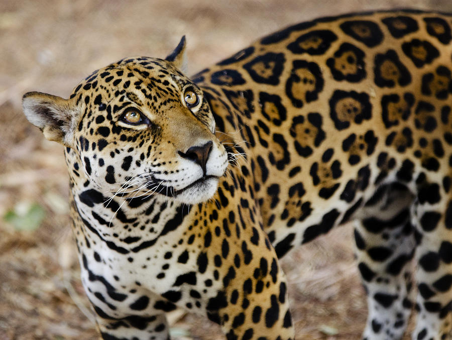 The Spots of a Jaguar  Photograph by Saija Lehtonen