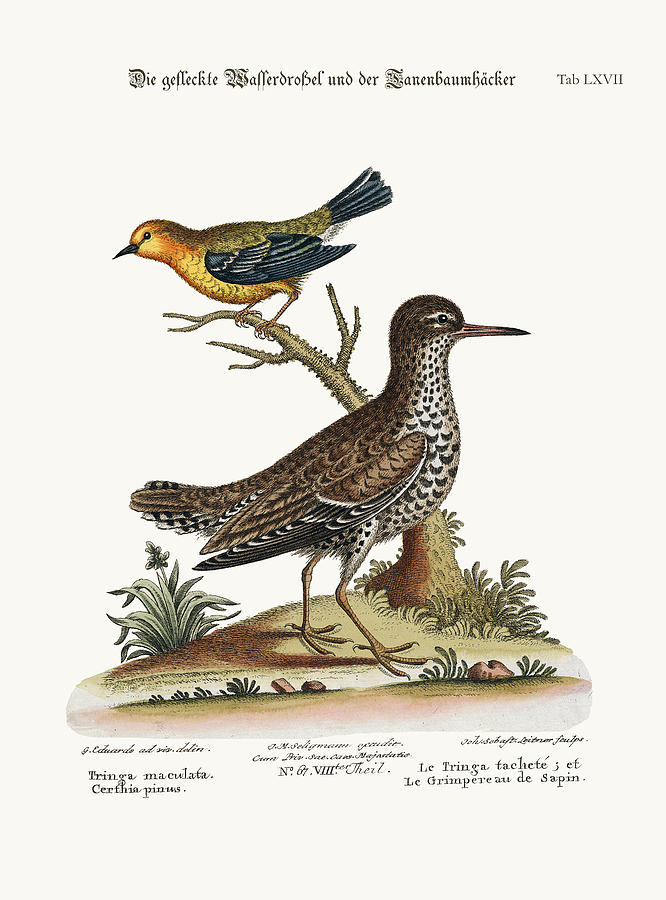 Mark Catesby Drawing - The Spotted Tringa and the Pine-Creeper by Splendid Art Prints