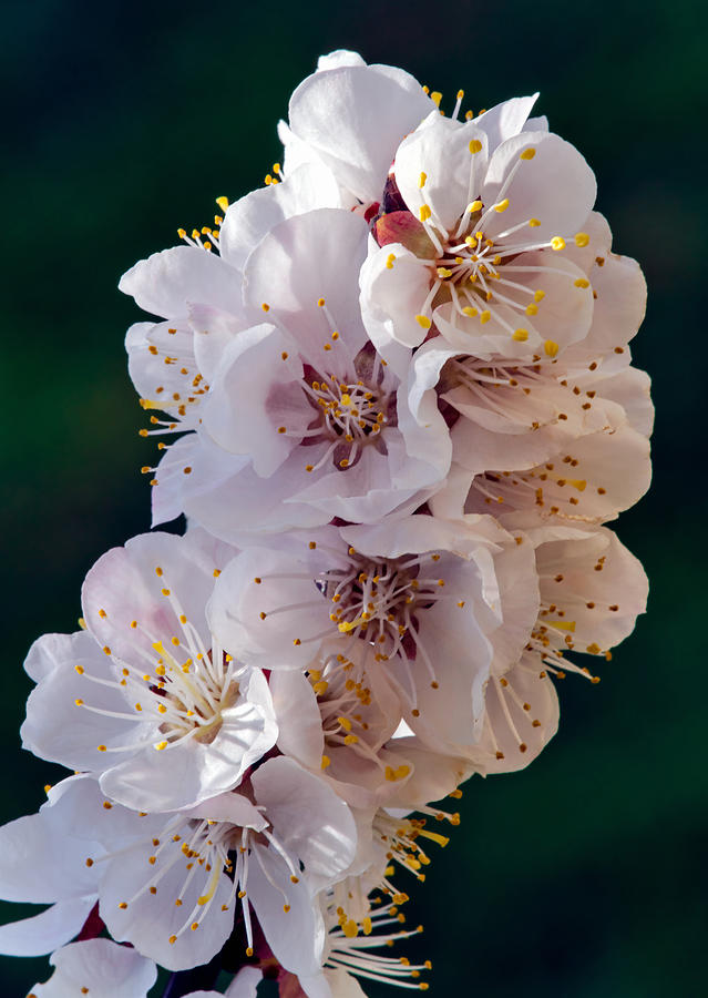 Spring Photograph - The Spring Bloom 2 by Tomasz Dziubinski