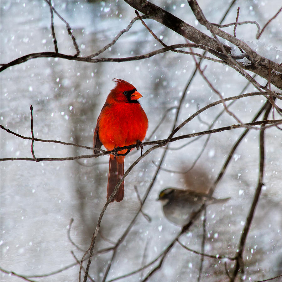 Cardinal Photograph - Blue Eyes in the Snow Cardinal  by Betsy Knapp