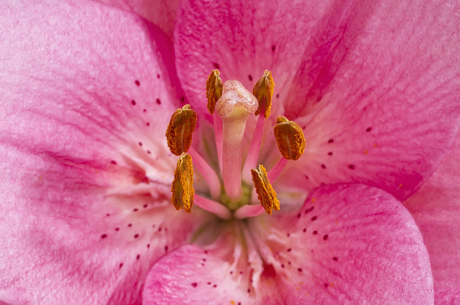 THe spring in pink Photograph by Paulo Goncalves