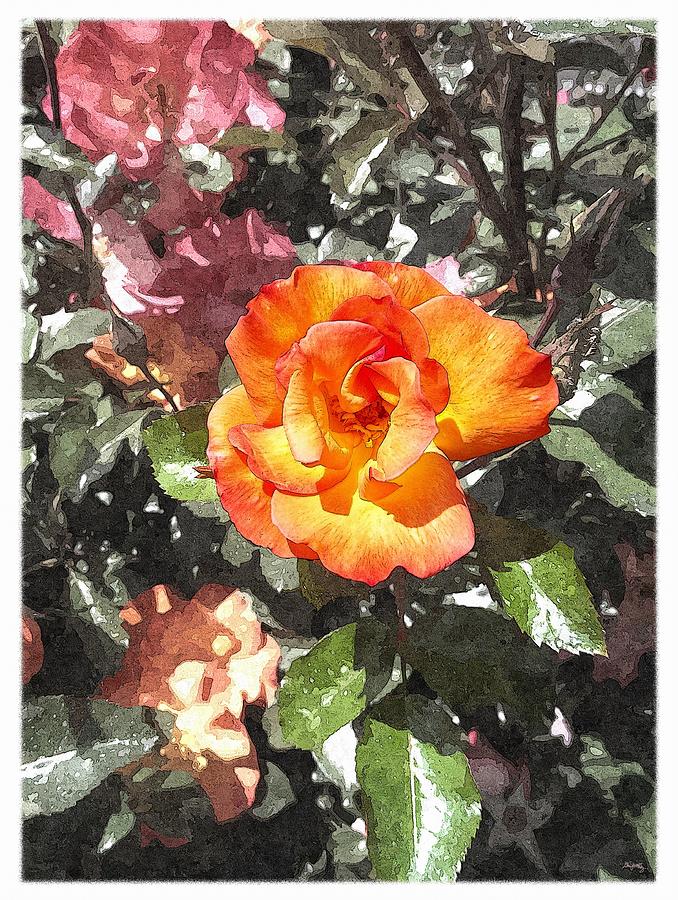 Spring Photograph - The Spring Rose by Glenn McCarthy Art and Photography