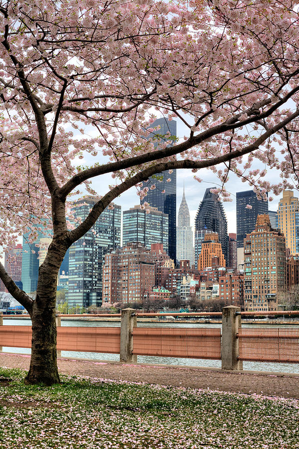 The Spring Skyline Photograph by JC Findley