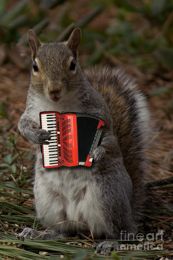 The Squirrel and his Accordion Photograph by Sandra Clark