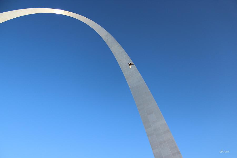 The St. Louis Duck Photograph by David Zarecor