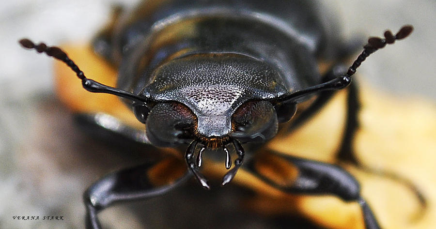 The Stag Beetle Photograph by Verana Stark
