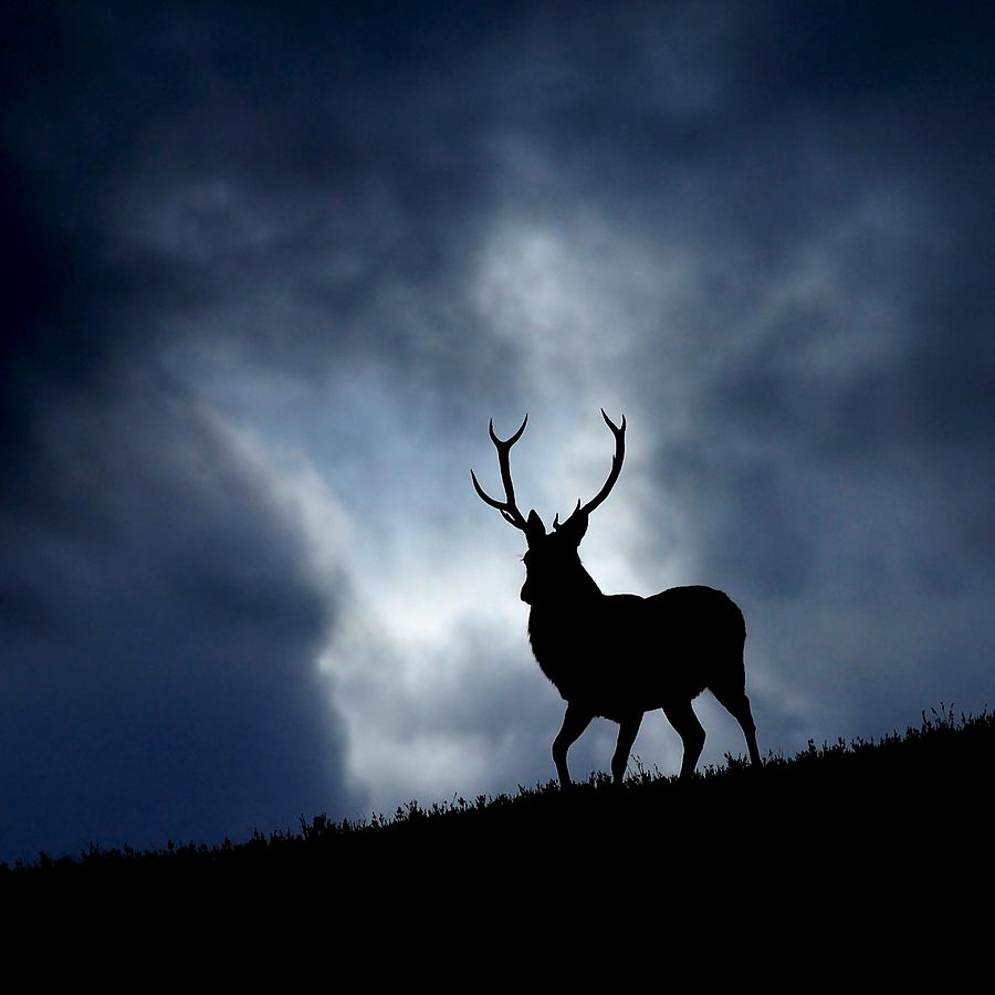 The stag Photograph by Macrae Images