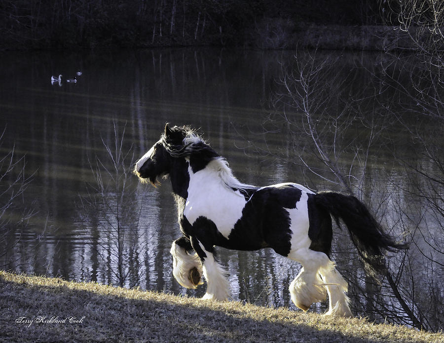 The Stallion and The Lake Photograph by Terry Kirkland Cook