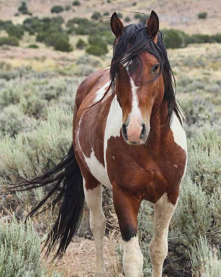 The Stallion by Gene Praag The Stallion by Gene Praag