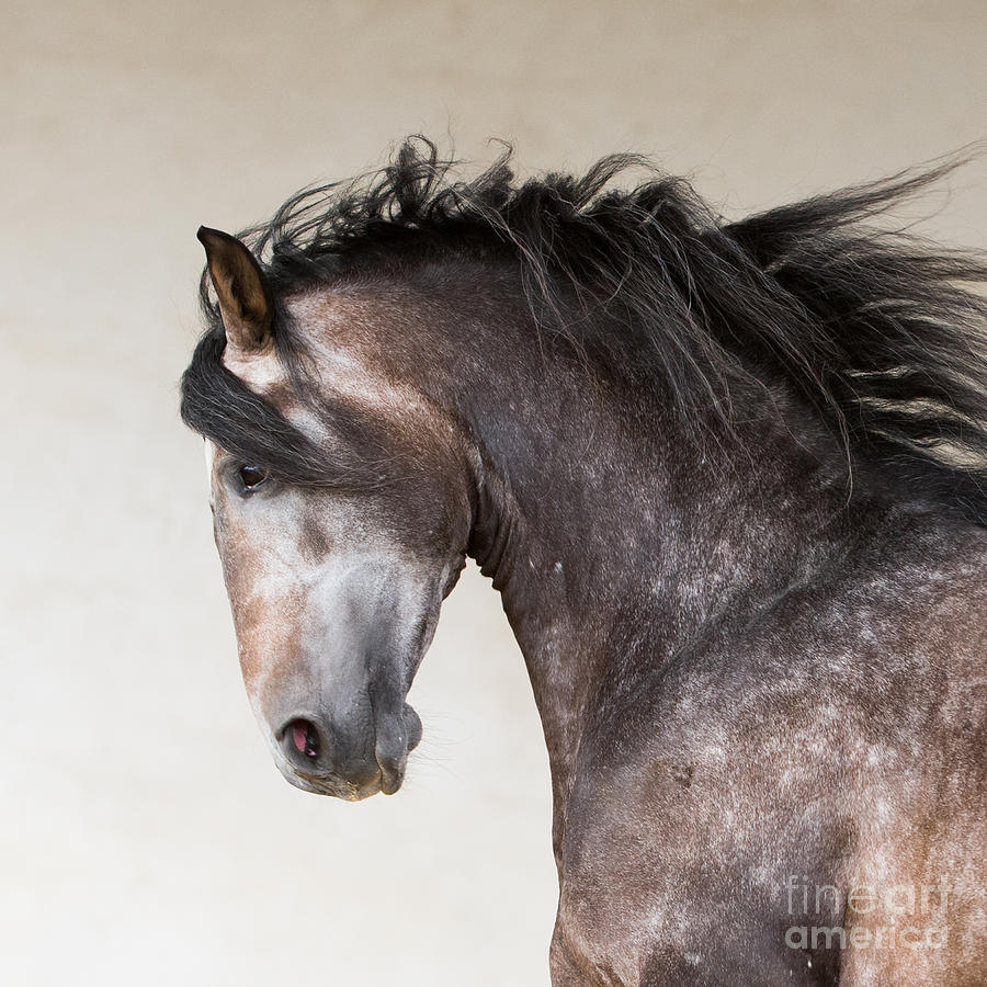 The Stallion Runs Photograph by Carol Walker - Fine Art America