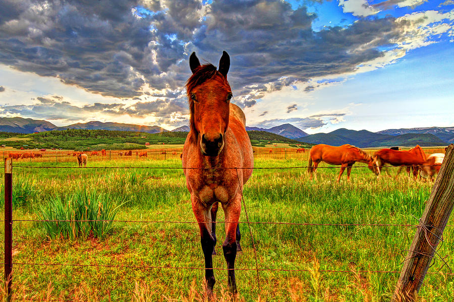 Horse Photograph - The Stallion Stares by Scott Mahon