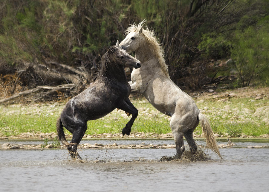 The Stallions Photograph by Saija Lehtonen