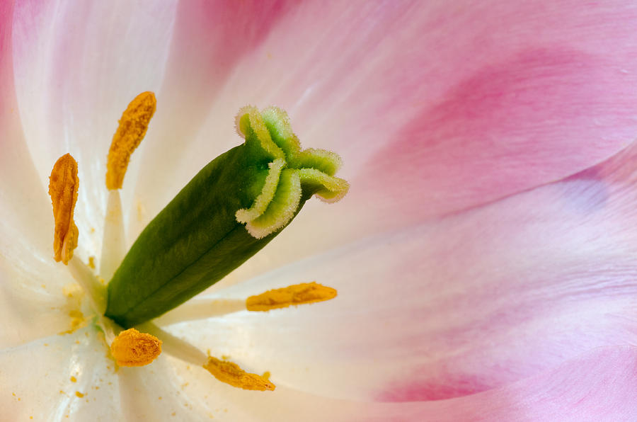 The Stamen Photograph by Georgette Grossman