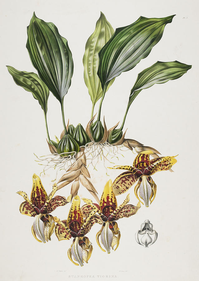 The Stanhope Tiger Orchid Painting by Maxim Gauci