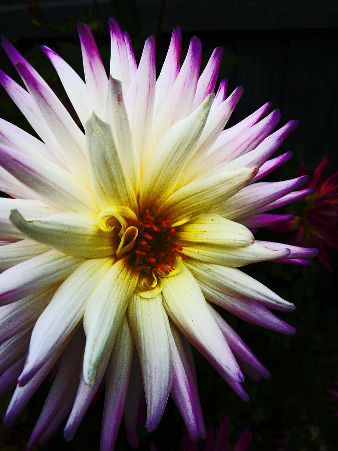 The Star of the Flower Show Photograph by Steve Taylor