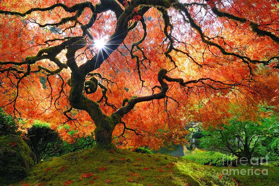 Laceleaf Maple in Autumn with Sunstar at Portland Japanese Garden Photograph by Tom Schwabel