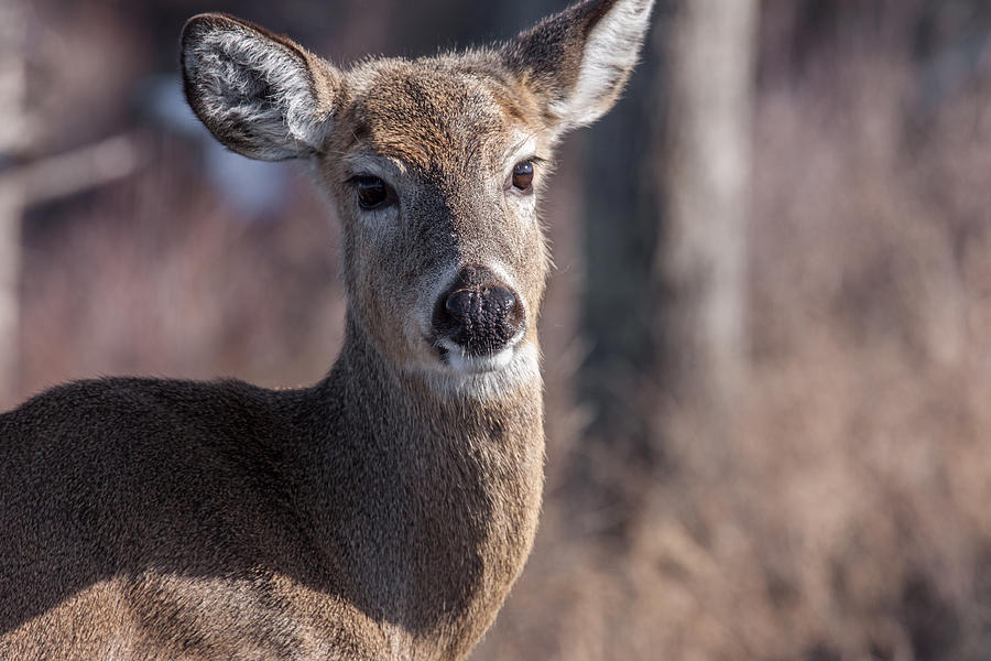 Deer Photograph - The Stare Down by Geoffrey Archer