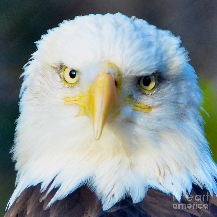 Eagle Photograph - The Stare Down by Jason Waugh