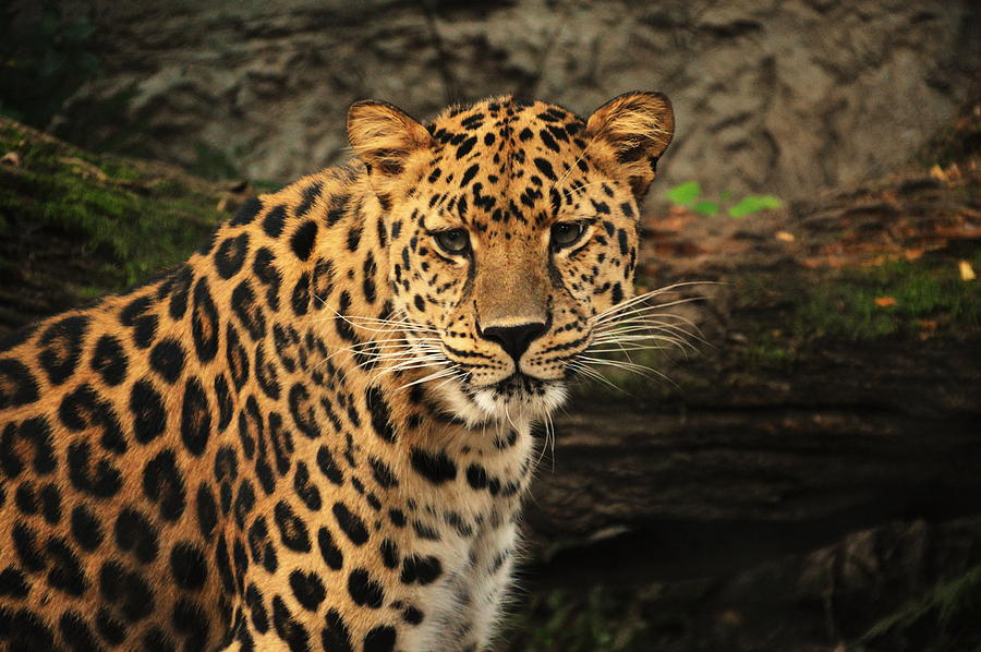 The Stare Down Photograph by Richard Booth - Fine Art America