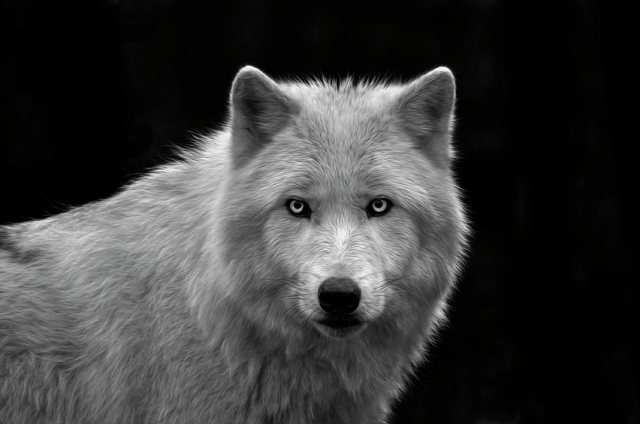 The Stare Photograph by Natures Gifts Captured