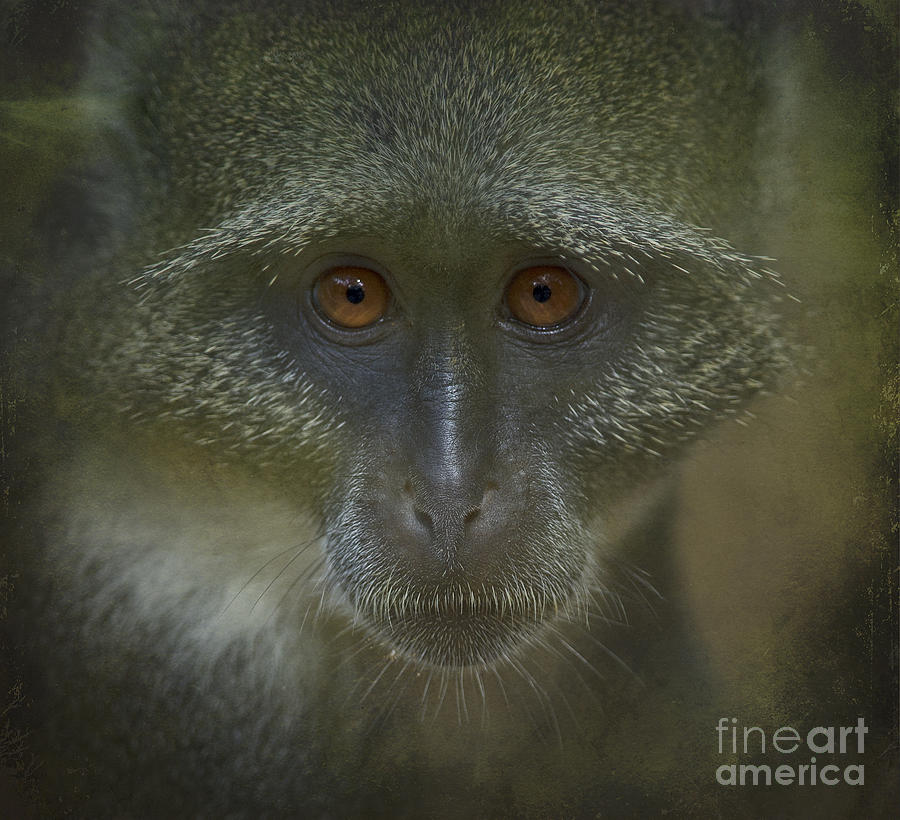 Nature Photograph - The Stare... by Nina Stavlund