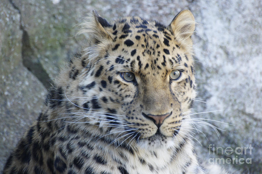 The Stare Of A Leopard Photograph by Tina Hailey