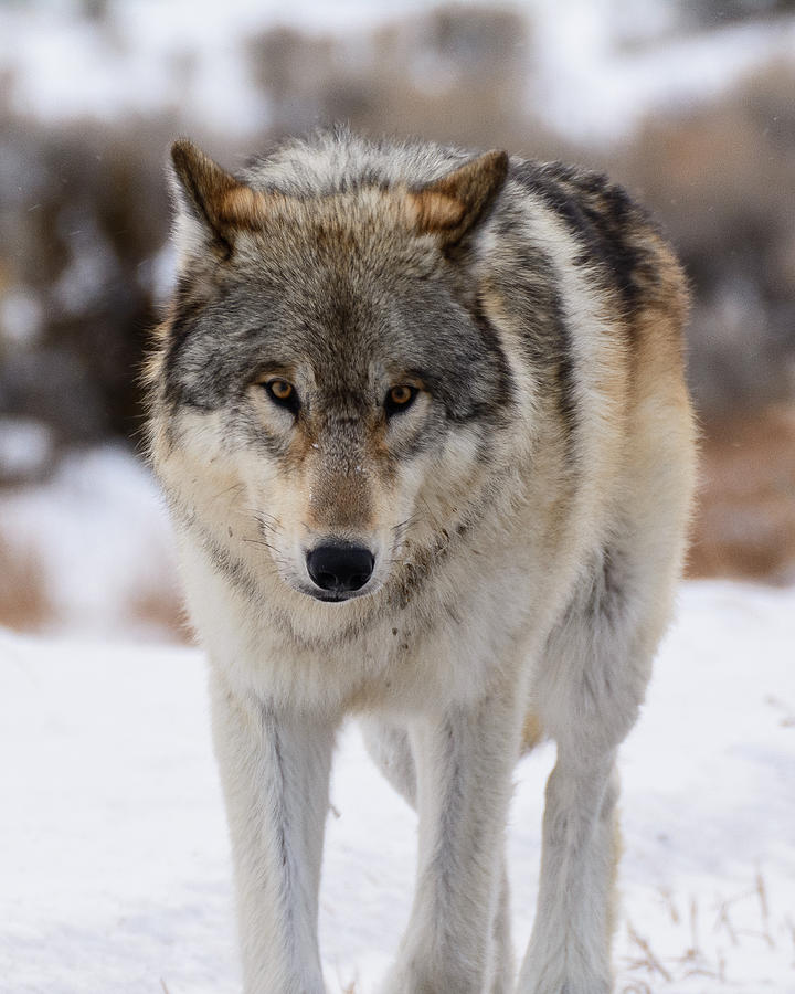 Yellowstone Wolf Photograph - The Stare by Robert Yone Yellowstone Wolf Photograph - The Stare by Robert Yone