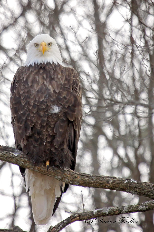 The Stare Photograph by Sharon Fiedler - Fine Art America