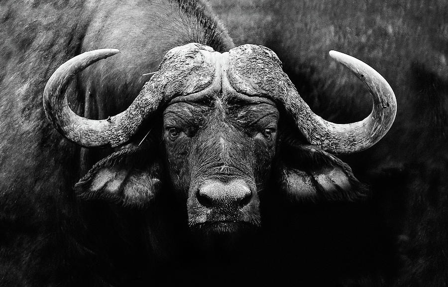 Buffalo Photograph - The Stare by Wildphotoart